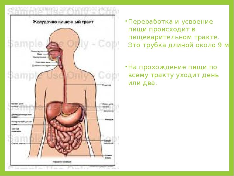 Последовательность прохождения пищи по пищеварительной системе. Последовательность прохождения пищи по пищеварительному тракту. прохождение пищи по пищеварительной системе у человека. путешествие бутерброда по пищеварительной системе. как желудок перерабатывает пищу.