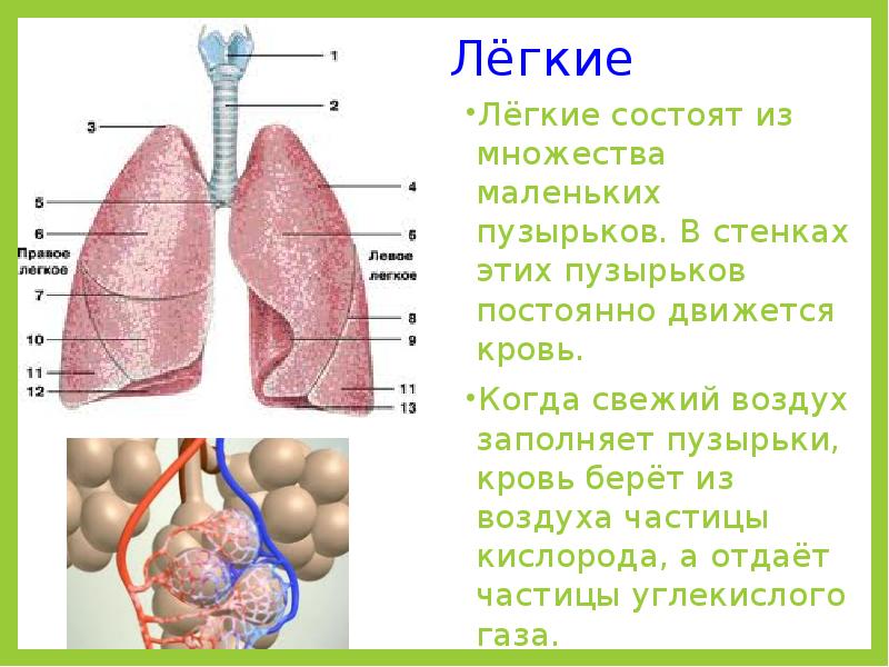 Когда придумали дыхание. Лёгкие состоят из маленьких пузырьков. Строение лёгких человека. Легкие пузырьки в легких. Легочные пузырьки в легких.