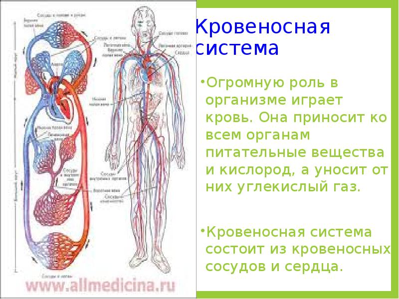 Какую роль играет в организме человека