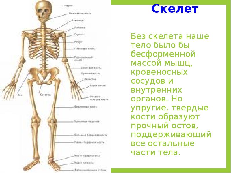 Самая твердая кость. Кости скелета образованы. Самая прочная кость скелета. Самая крепкая кость у человека.