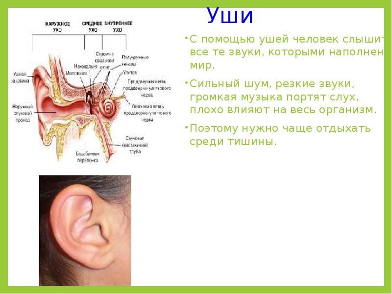Низкие звуки в ушах. Воздействие шума на ухо. Громкий звук уши. Человек слышит звук.