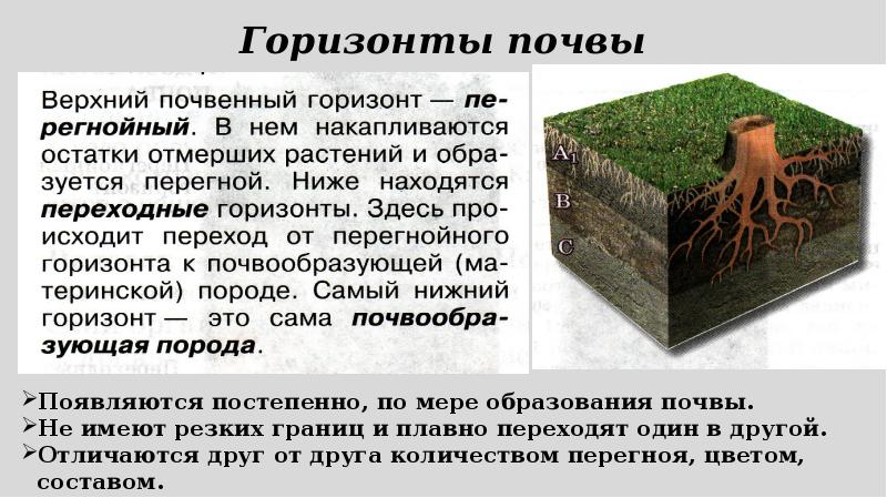 6 почв. Что такое почва 6 класс. Доклад о почве 6 класс. Функции почвы 6 класс. Сообщение о почве 6 класс й.