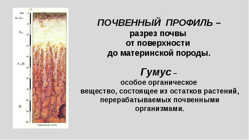 Почвы 6 кл. Почвы 6 класс. профиль почвы 6 класс. почвы презентация 6 класс. почвы 6 класс презентация по географии.