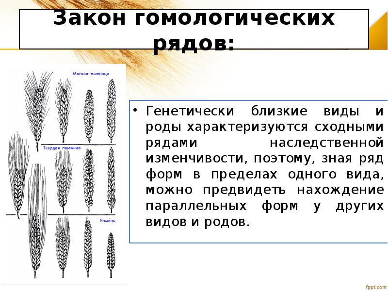 Закон гомологических рядов наследственной изменчивости