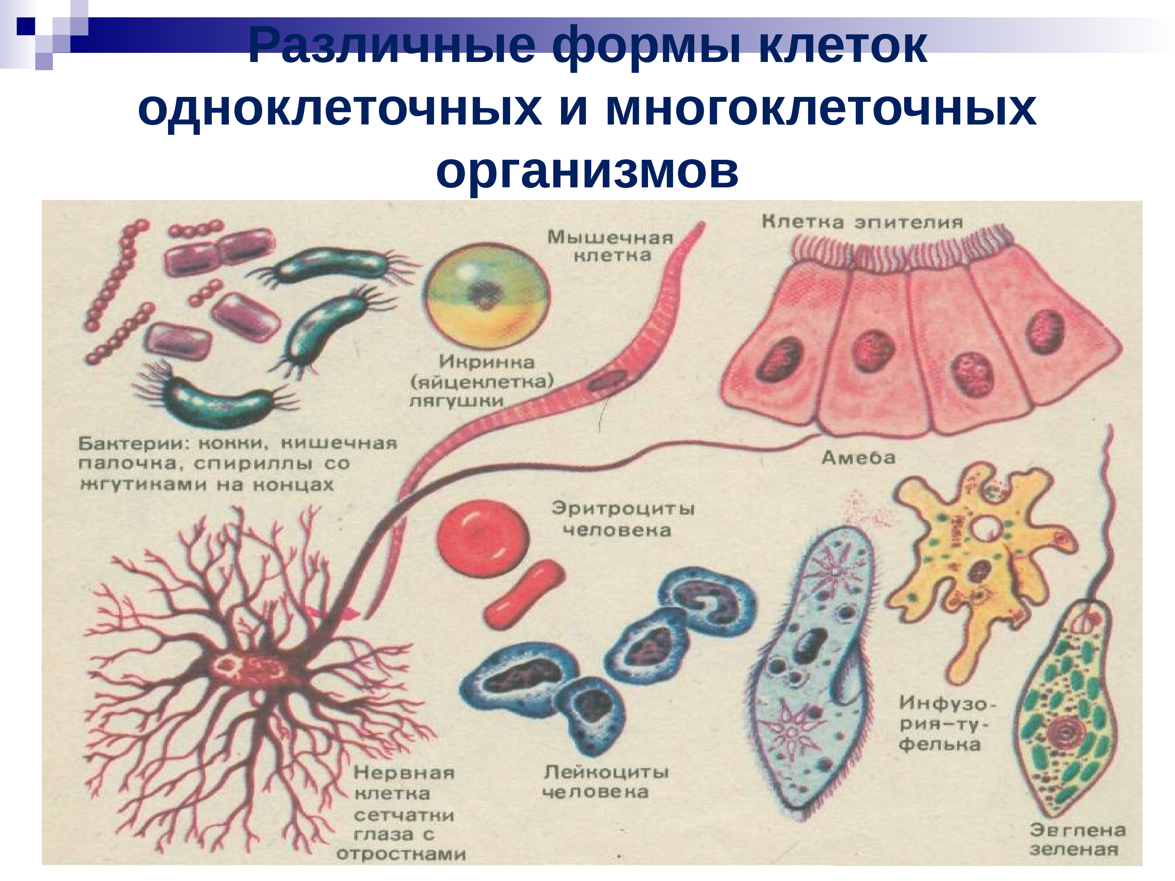 Формы клеток одноклеточных и многоклеточных организмов