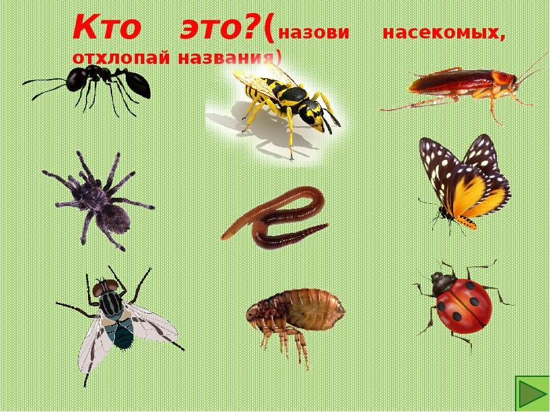 Лексическая тема насекомые старшая группа презентация