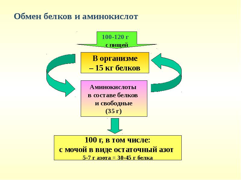 Обмен белков картинки