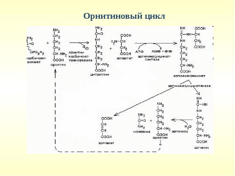 Орнитиновый цикл реакции. Орнитиновый цикл биохимия. Схема орнитинового цикла биохимия. Орнитиновый цикл мочевинообразования биохимия. Орнитиновый цикл биохимия реакции.