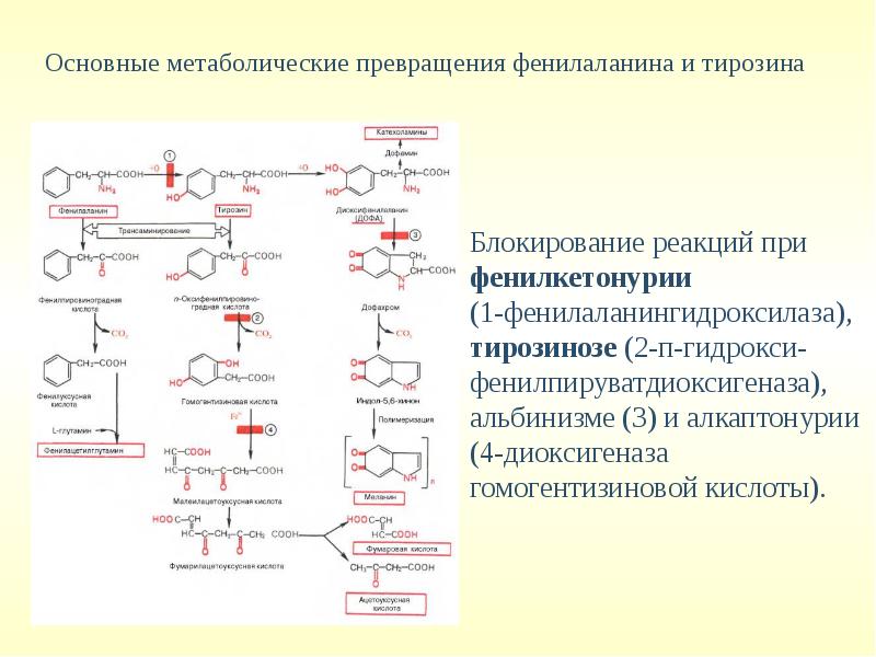 Обмен белков и аминокислот биохимия презентация