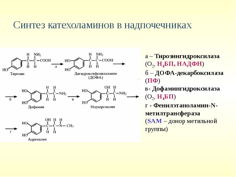 Схема синтеза катехоламинов из аминокислоты тирозина