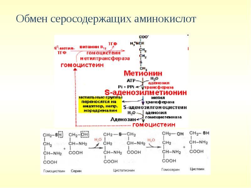 Презентация о аминокислотах