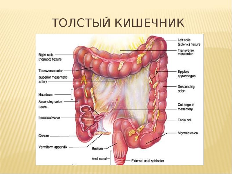 Картинки В ТОЛСТОЙ КИШКЕ ЕСТЬ