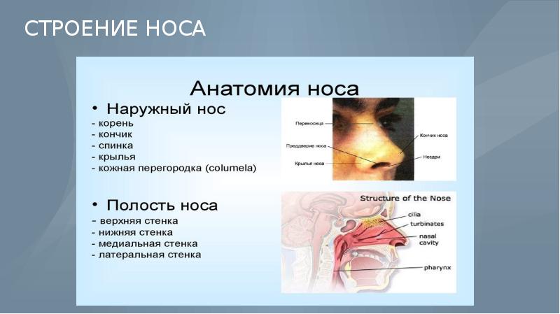 Строение носа презентация