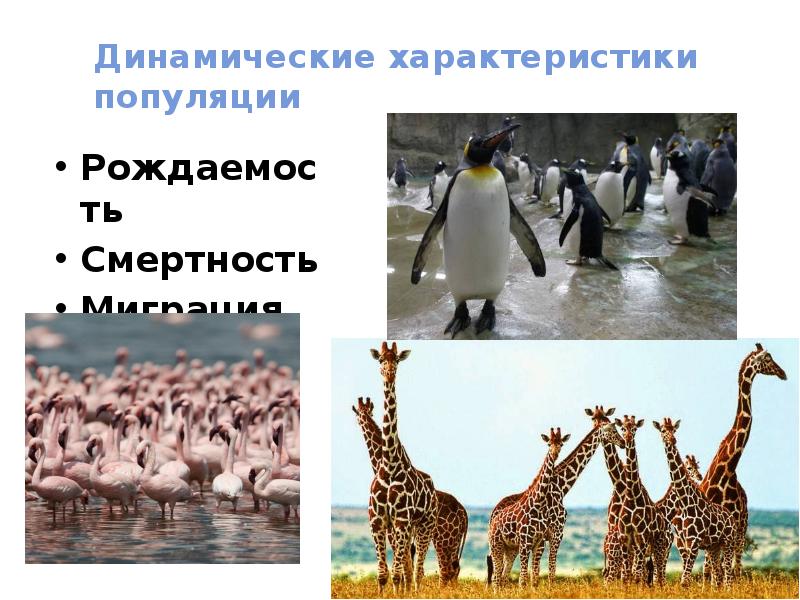 Динамические характеристики популяции
Рождаемость
Смертность
Миграция Динамические характеристики популяции
Рождаемость
Смертность
Миграция