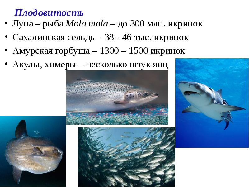 Плодовитость
Луна – рыба Mola mola – до 300 млн. икринок
Плодовитость
Луна – рыба Mola mola – до 300 млн. икринок