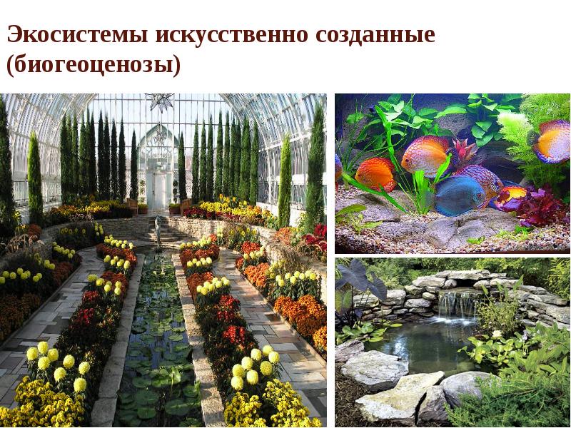 Экосистемы искусственно созданные (биогеоценозы) Экосистемы искусственно созданные (биогеоценозы)