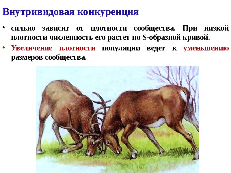 Внутривидовая конкуренция
сильно зависит от плотности сообщества. При низкой плотности численность Внутривидовая конкуренция
сильно зависит от плотности сообщества. При низкой плотности численность