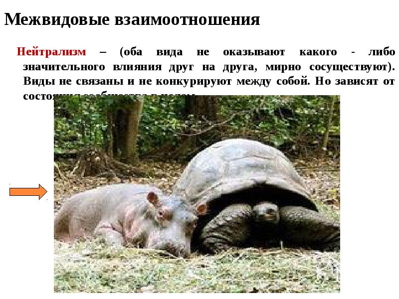 Межвидовые взаимоотношения
Нейтрализм – (оба вида не оказывают какого - Межвидовые взаимоотношения
Нейтрализм – (оба вида не оказывают какого -