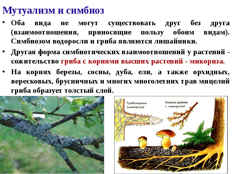 Мутуализм и симбиоз
Оба вида не могут существовать друг без друга Мутуализм и симбиоз
Оба вида не могут существовать друг без друга