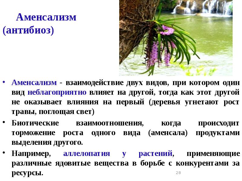 Аменсализм (антибиоз)
Аменсализм - взаимодействие двух видов, при котором один вид Аменсализм (антибиоз)
Аменсализм - взаимодействие двух видов, при котором один вид