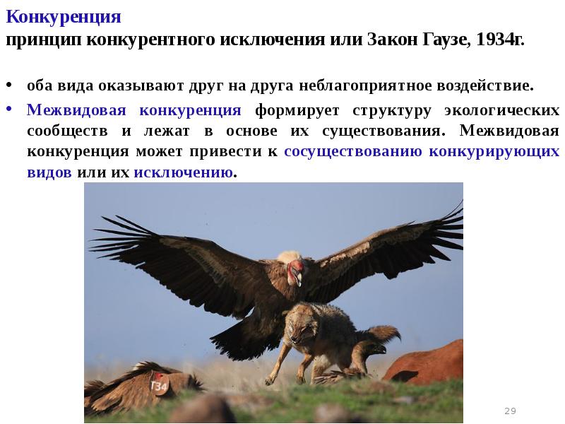 Конкуренция принцип конкурентного исключения или Закон Гаузе, 1934г.
оба Конкуренция принцип конкурентного исключения или Закон Гаузе, 1934г.
оба