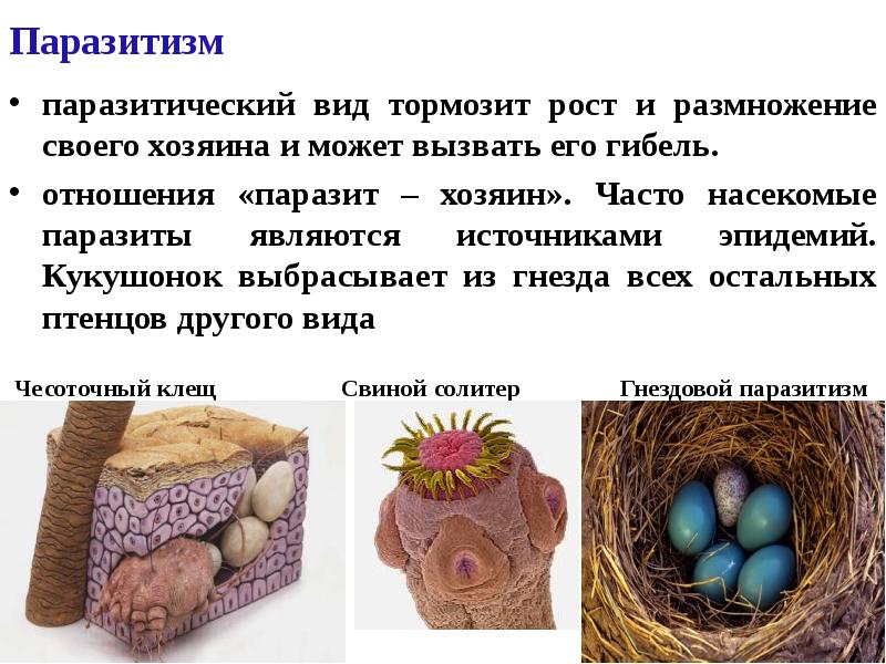 Паразитизм
паразитический вид тормозит рост и размножение своего хозяина и Паразитизм
паразитический вид тормозит рост и размножение своего хозяина и