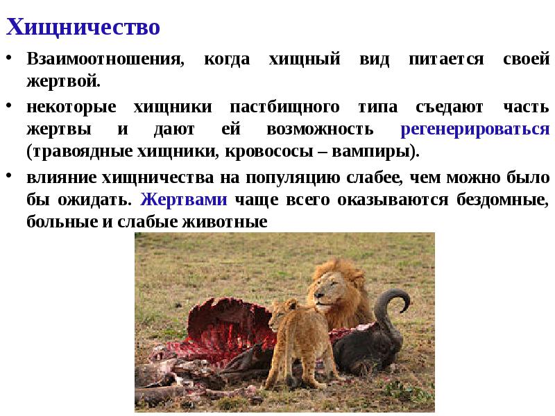 Хищничество
Взаимоотношения, когда хищный вид питается своей жертвой.
некоторые хищники Хищничество
Взаимоотношения, когда хищный вид питается своей жертвой.
некоторые хищники