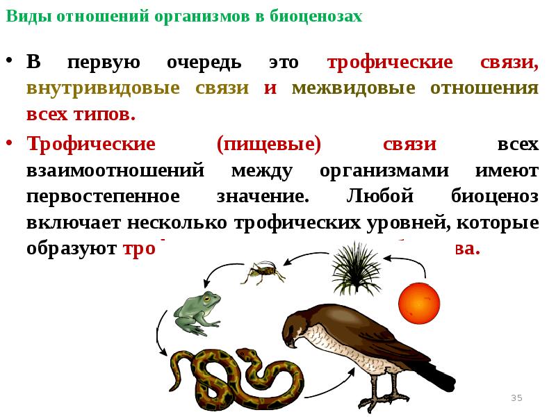 Виды отношений организмов в биоценозах
В первую очередь это Виды отношений организмов в биоценозах
В первую очередь это