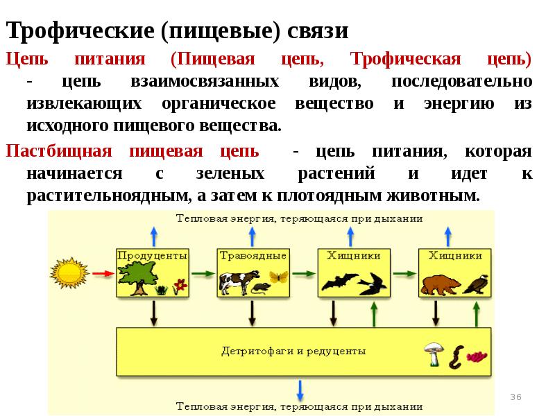 Трофические (пищевые) связи
Цепь питания (Пищевая цепь, Трофическая цепь) - цепь Трофические (пищевые) связи
Цепь питания (Пищевая цепь, Трофическая цепь) - цепь