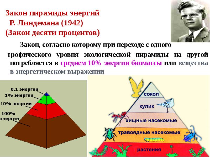Закон пирамиды энергий Р. Линдемана (1942) (Закон десяти процентов)
Закон пирамиды энергий Р. Линдемана (1942) (Закон десяти процентов)
