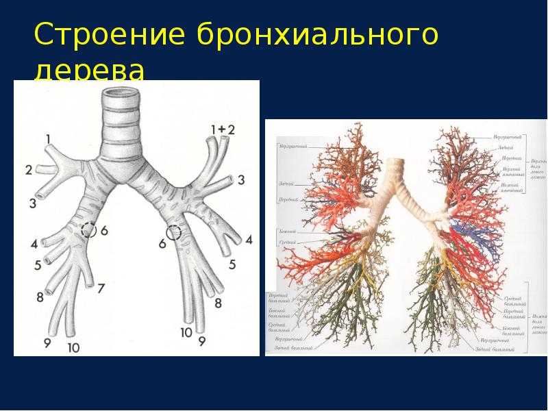 Укажите отделы бронхиального дерева не содержащие в своих стенках хряща