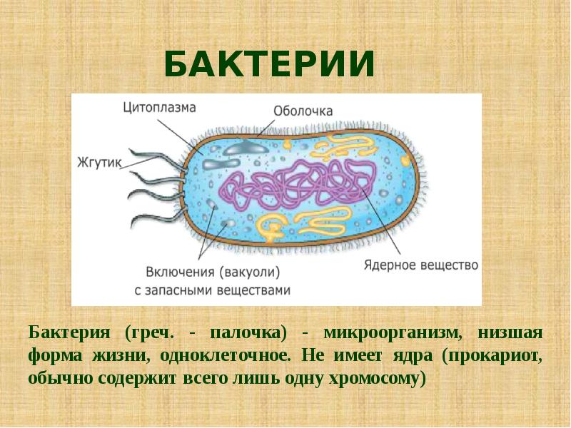 Бактерии 9 класс презентация