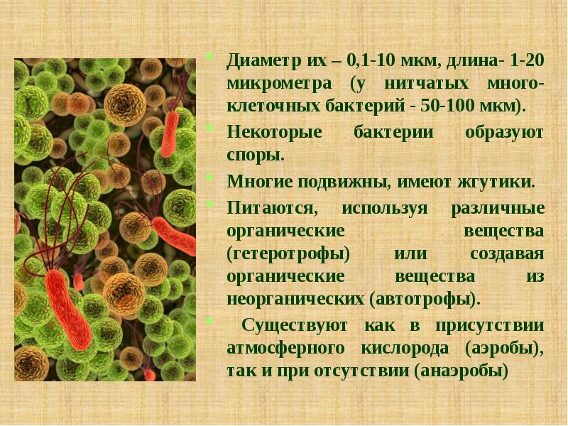 Бактерии способные образовывать органические вещества из неорганических. Бактерии образуют споры. Какие бактерии имеют жгутики. Бактерии образуют органические вещества. Бактерии в микронах.