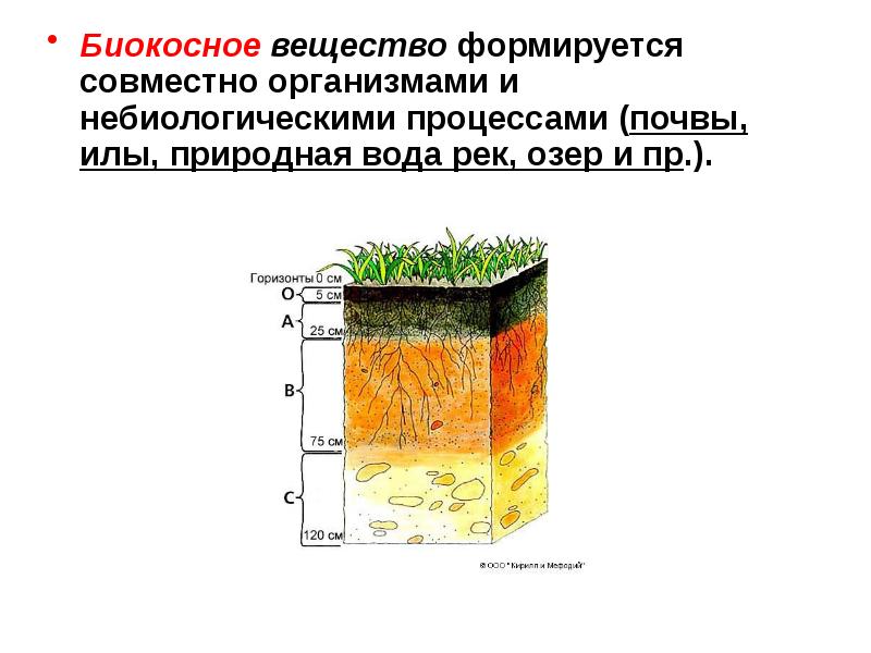 Биокосным веществом является. Биокосные вещества биосферы. Биокосное вещество биосферы. Почва биокосное вещество. Биокосное вещество вода почва ил.