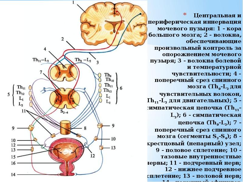 Центр мочеиспускания в головном мозге. Симпатическая и парасимпатическая иннервация мочевого пузыря. Парасимпатическая нервная система мочевого пузыря. Схема вегетативной иннервации мочевого пузыря. Иннервация матки схема.