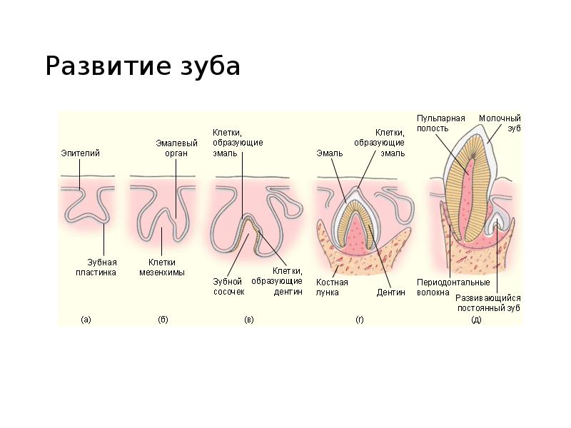 Развитие зуба Развитие зуба