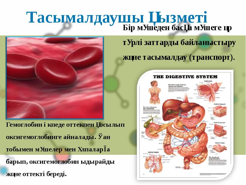 Белоктардың алмасуы презентация