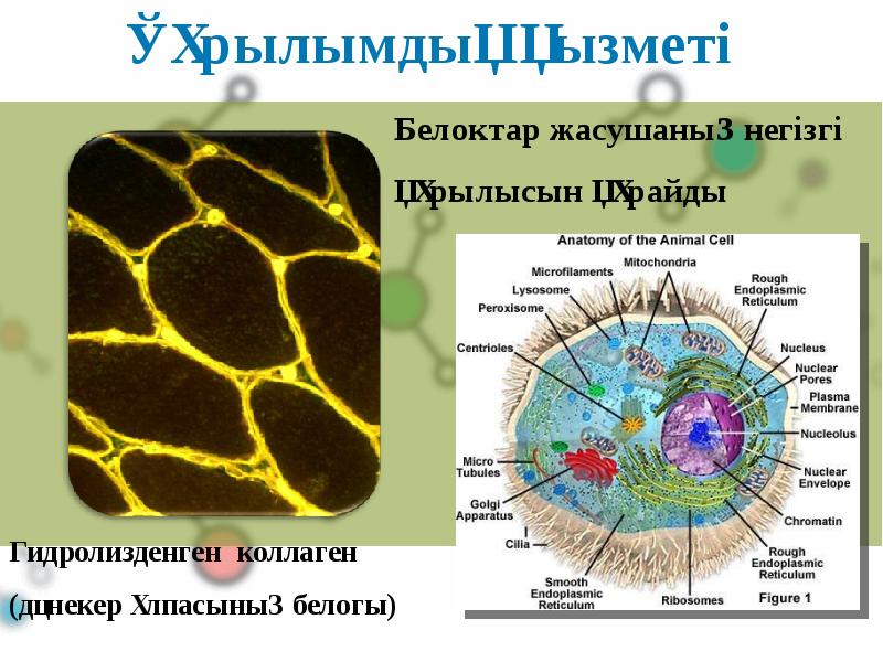 Белоктардың алмасуы презентация