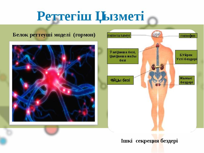 Ішкі секреция бездері аурулары презентация