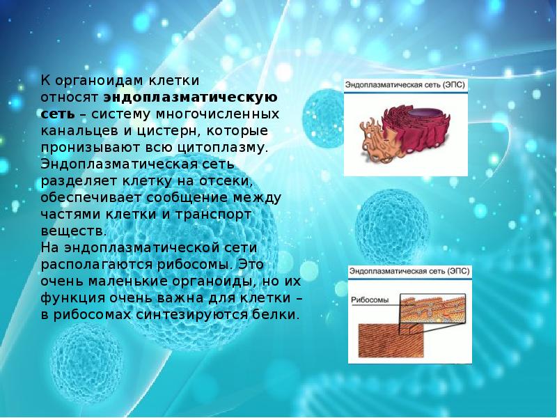 К клеткам относятся. Эндоплазматическая сеть делит клетку на отсеки. Цистерн органоид клетки. Органоид образованный системой мельчайших канальцев и мешочков. Разделение клетки на отсеки.