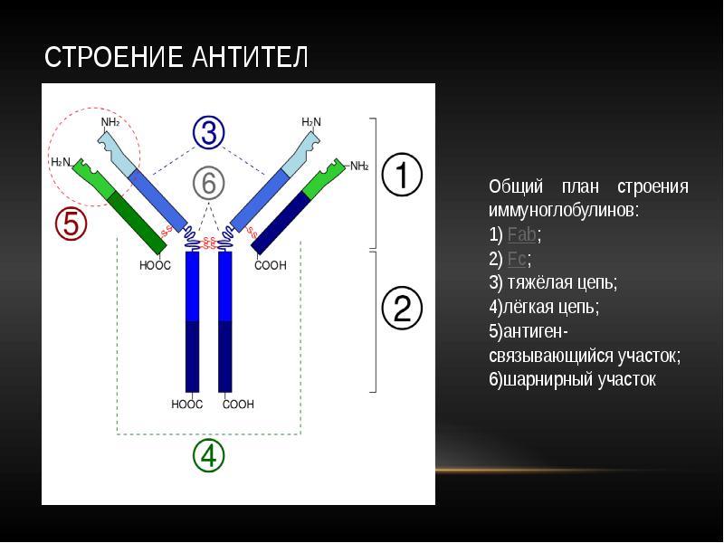 Схема строения иммуноглобулинов