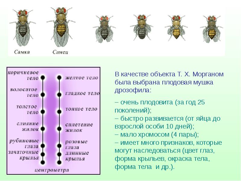 Разные наследственные формы мухи дрозофилы картинки