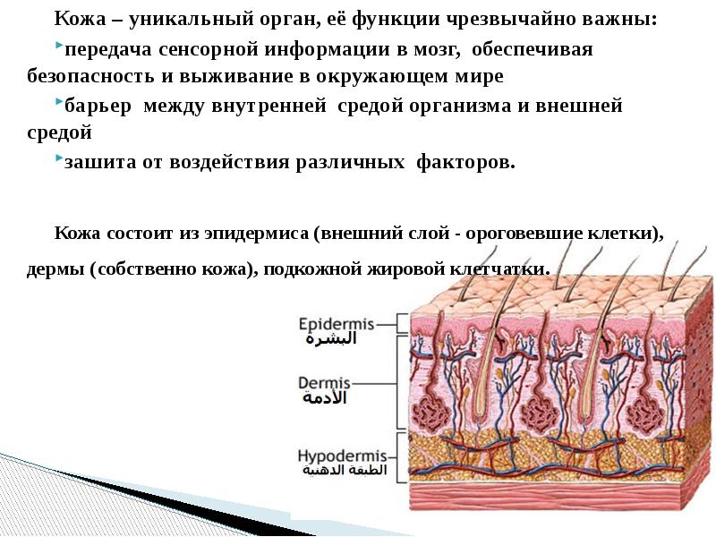 Поражение кожных покровов презентация