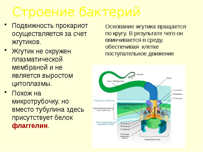 Презентация по биологии 10 класс бактерии