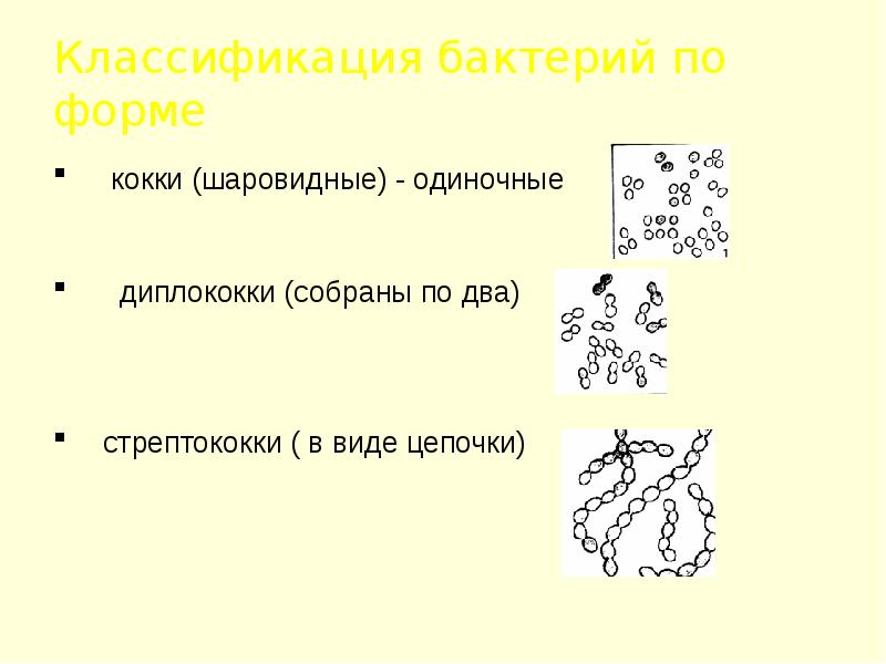 Проект бактерии 10 класс