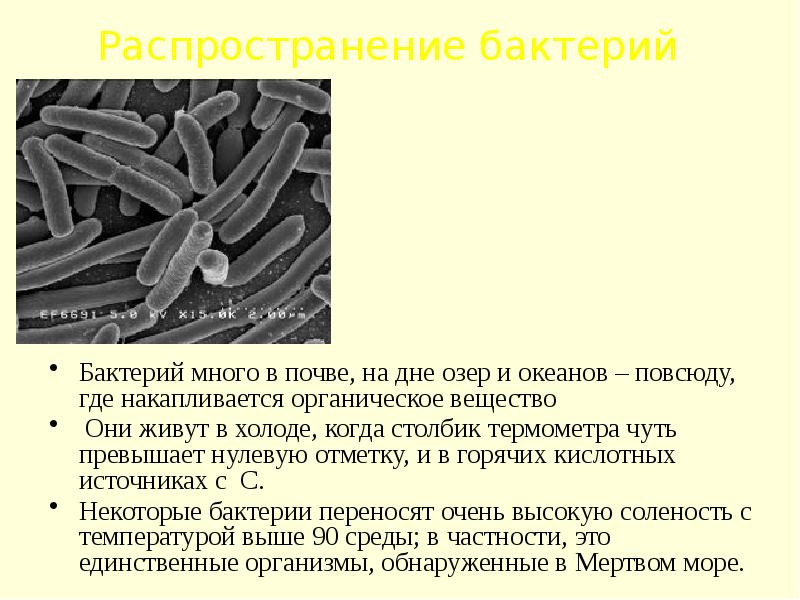 Проект полезные бактерии 5 класс