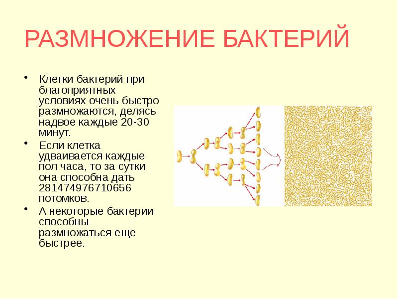 В клетках бактерий ответ. Размножение бактерий. Размножение бактерий при благоприятных условиях. Размножение бактерий для проекта. Размножение бактерий описать.