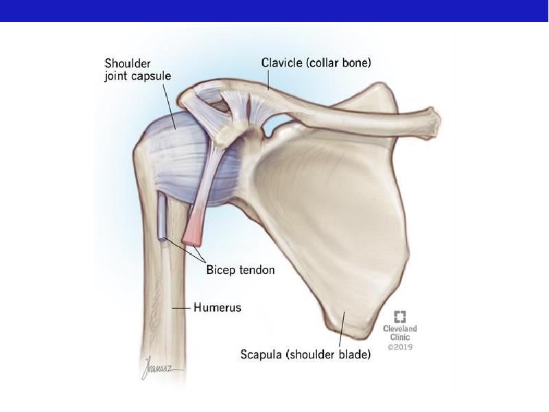 Капсула плечевого сустава фото