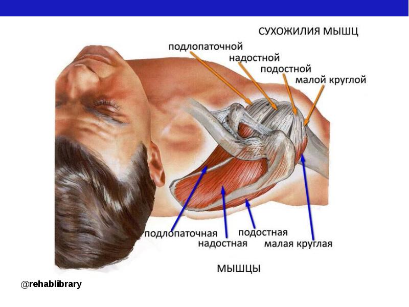 Подостная мышца