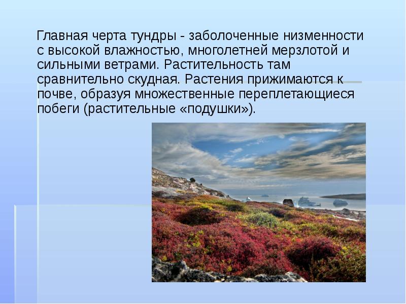 Характеристика тундры. Особенности тундры. Главные черты тундры. Главная особенность тундры. Характерная черта растительности тундры.